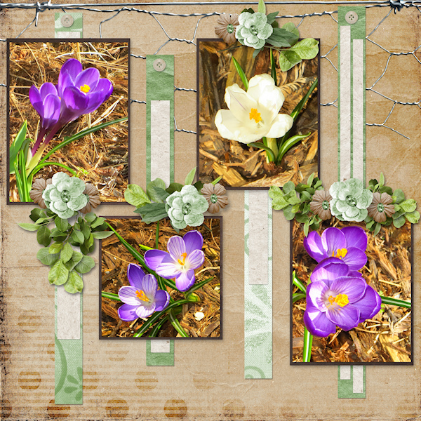 Pretty Crocus