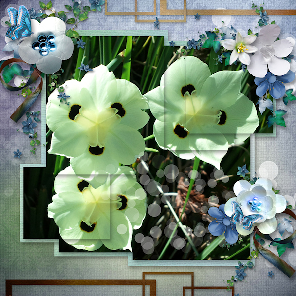 Pretty Flowers