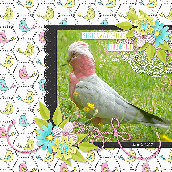 Pretty Galah
