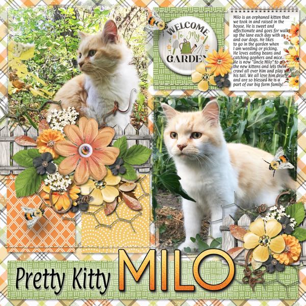 Pretty Kitty Milo