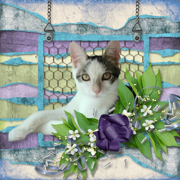 Pretty Kitty