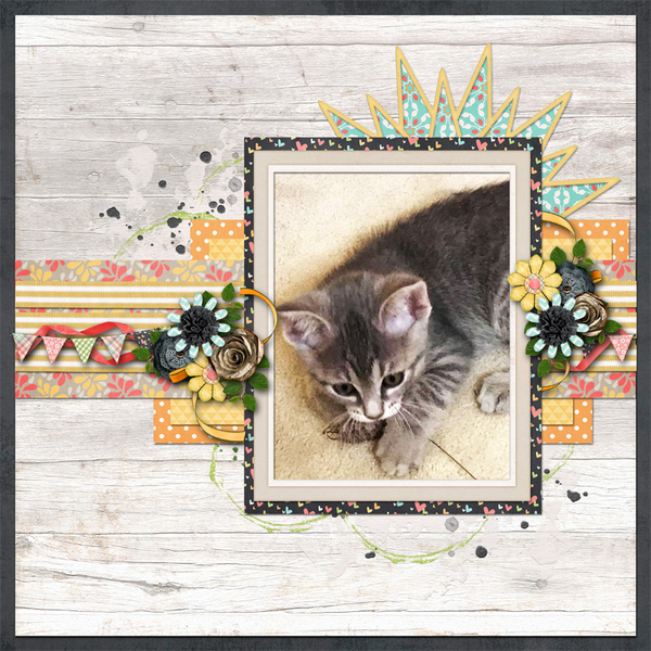 Pretty Kitty