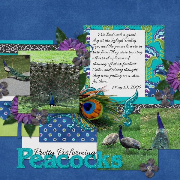 Pretty Performing Peacocks