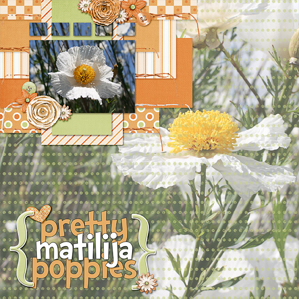 Pretty Poppies