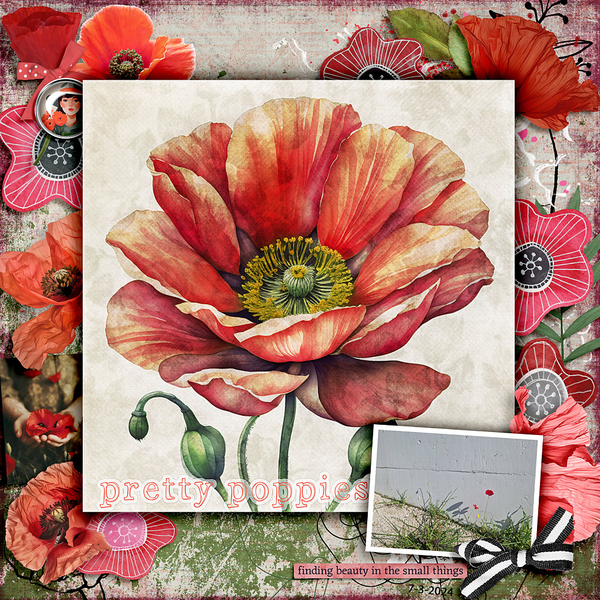 Pretty Poppies