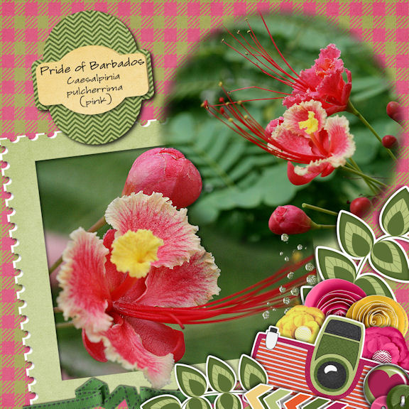 Pride of Barbados