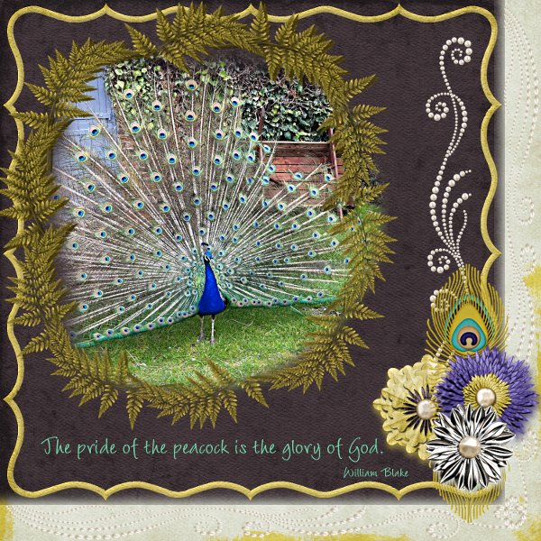 Pride of the Peacock