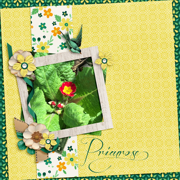 Primrose