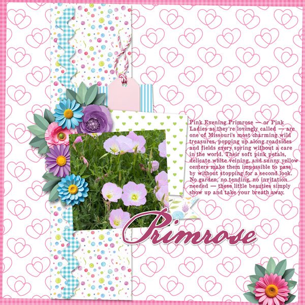 Primrose
