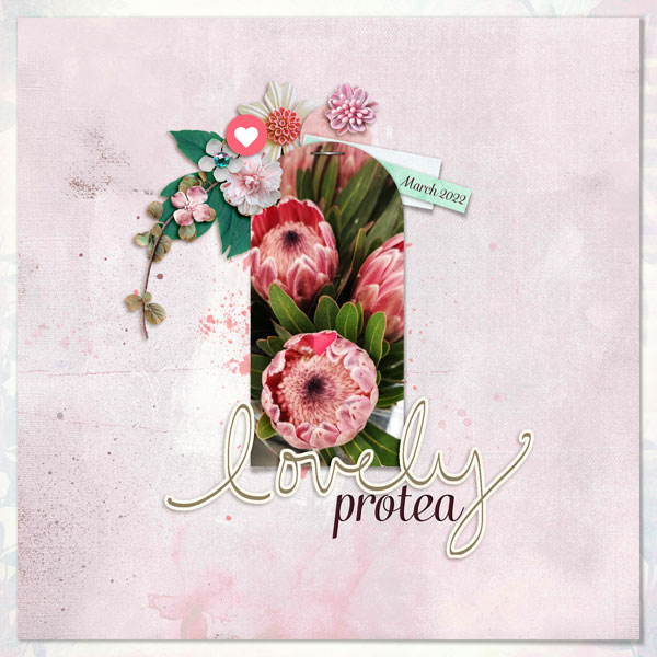 Protea