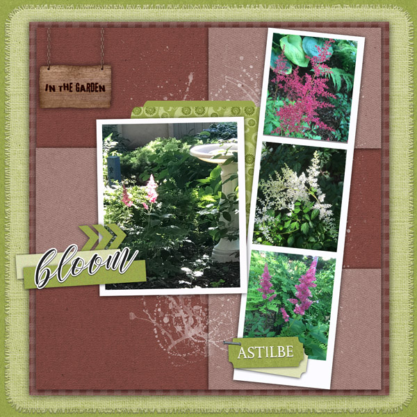 PS_-_Astilbe