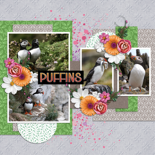 Puffins