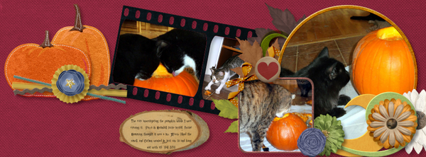 Pumpkin Cats 2011