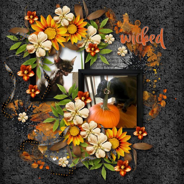 pumpkin cats