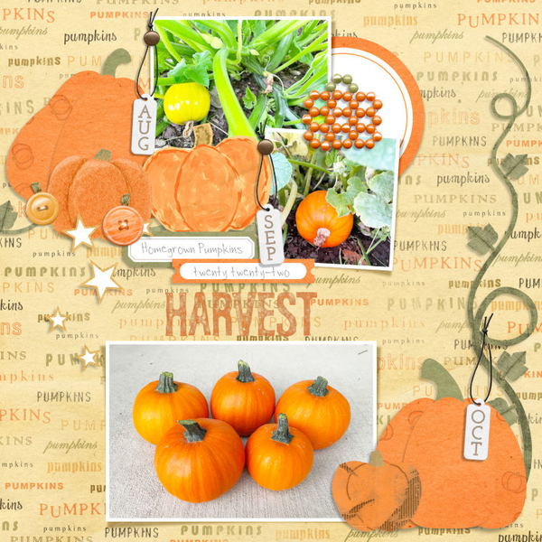Pumpkin Harvest