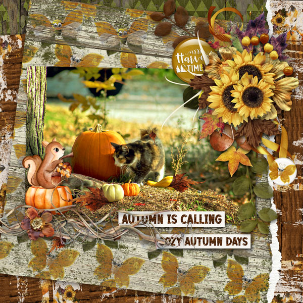 pumpkin hunting