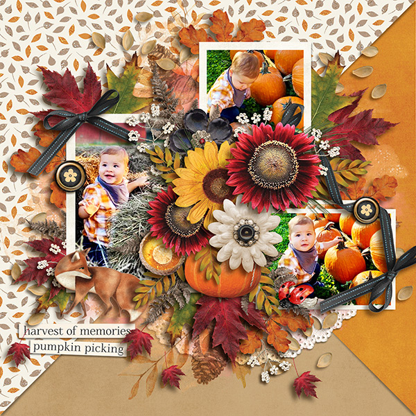 Pumpkin Patch