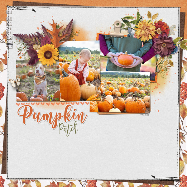 Pumpkin Patch