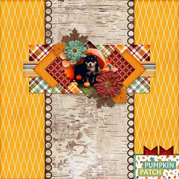 Pumpkin Patch