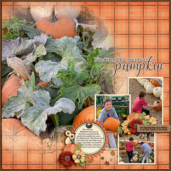 Pumpkin-Patch