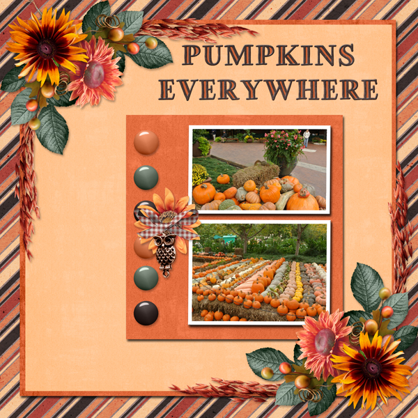 PUMPKINS EVERYWHERE