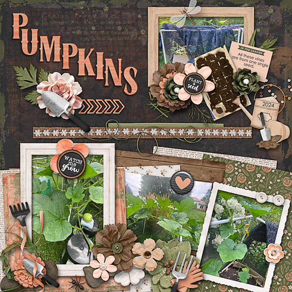 Pumpkins From a Single Seed