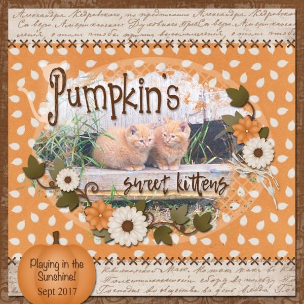 Pumpkin's Kittens