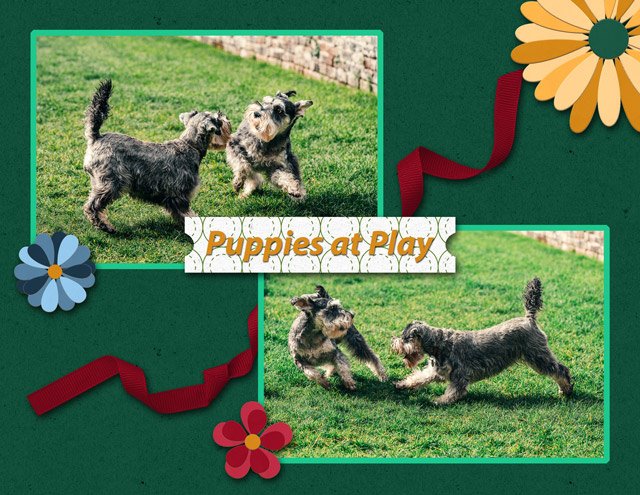 Puppies-at-Play