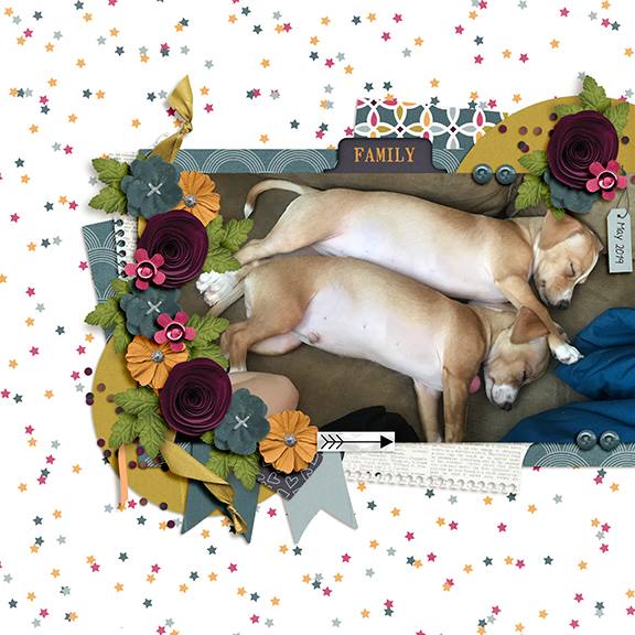 Puppy Bellies