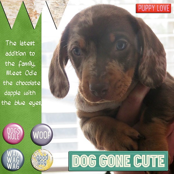 Puppy Love