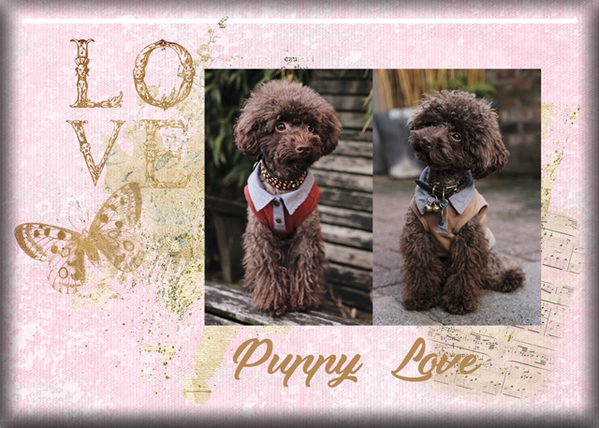 Puppy Love