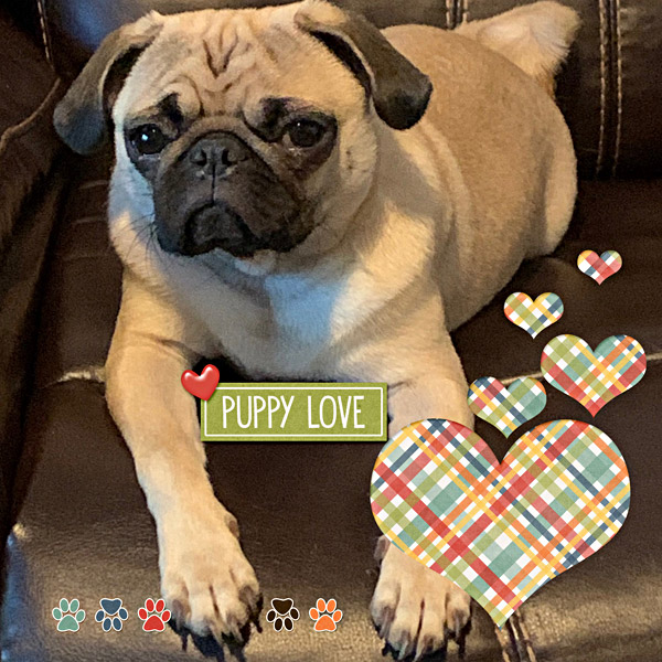 Puppy Love