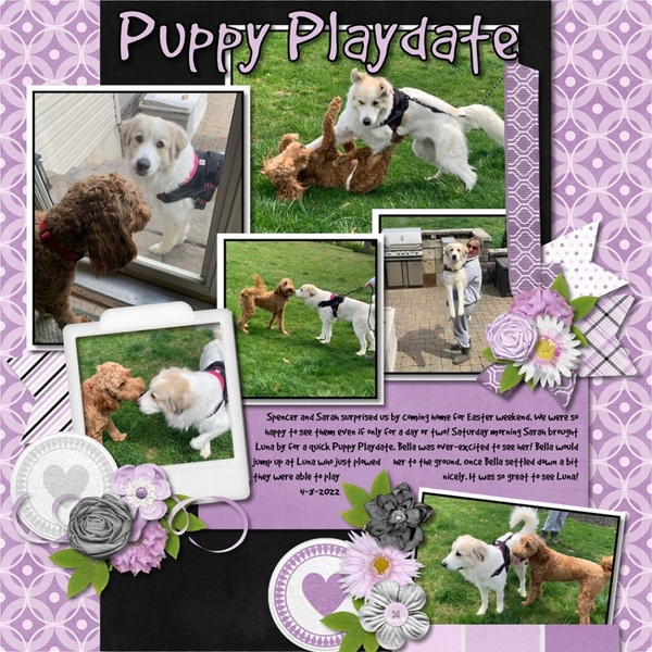 Puppy Play Date