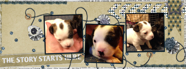 Puppy timeline