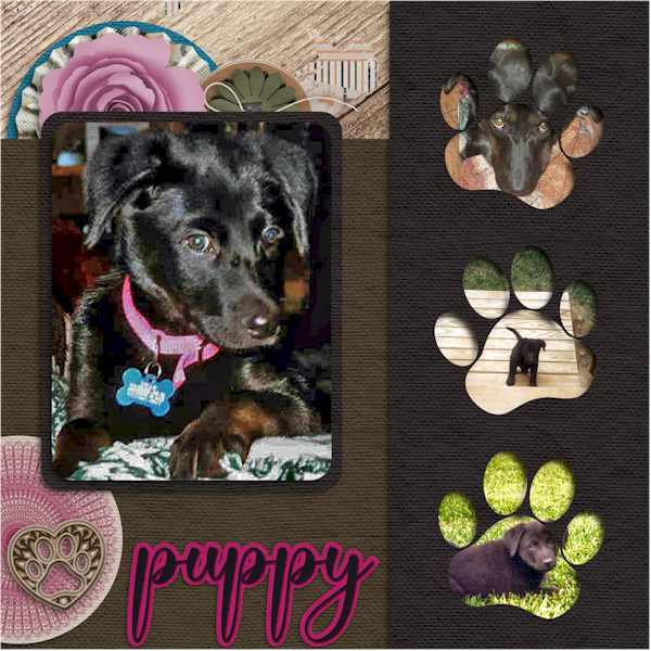 Puppy