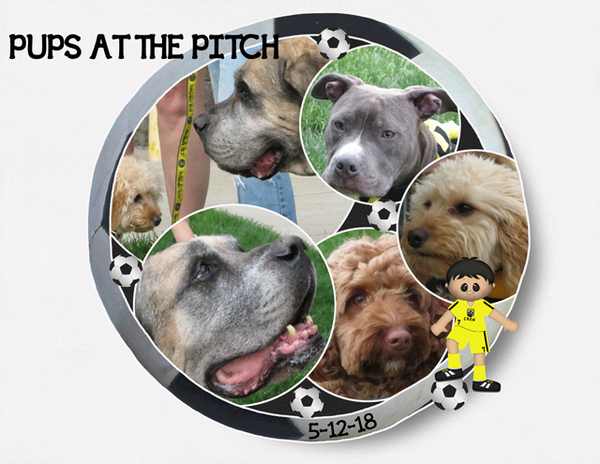 Pups at the Pitch