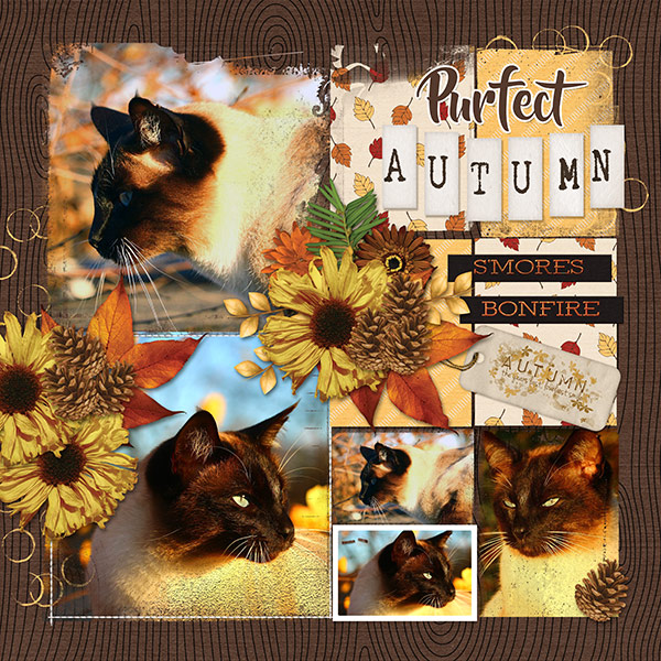 Purfect Autumn