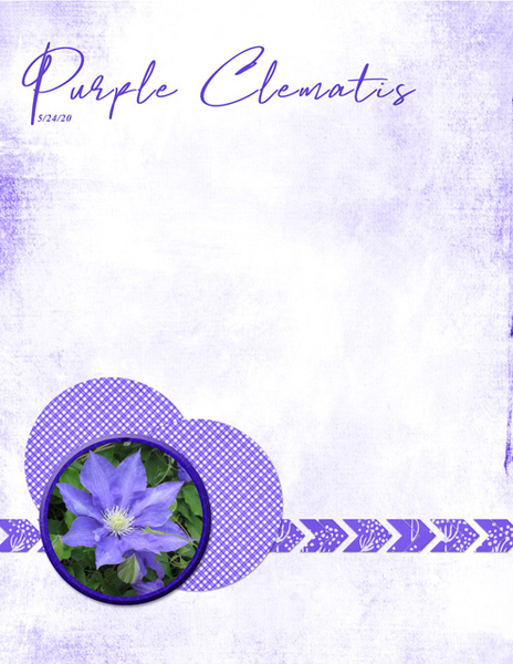 Purple Clematis