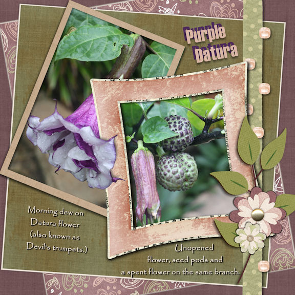 Purple Datura