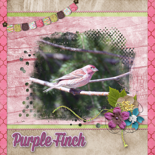 Purple Finch