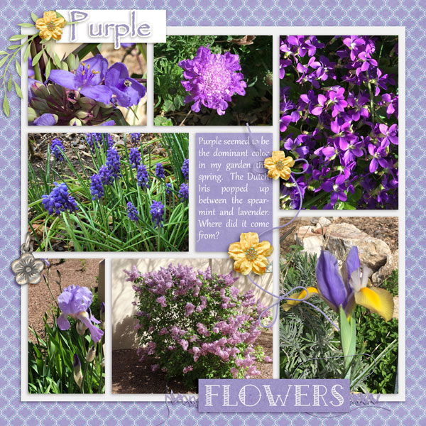 Purple Flowers