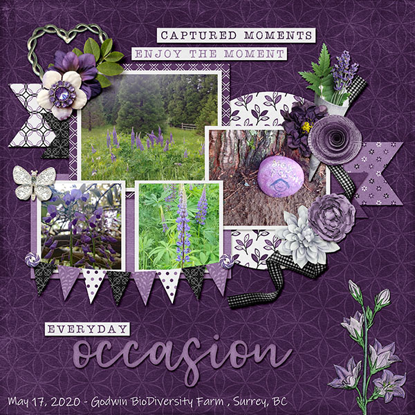 Purple Flowers