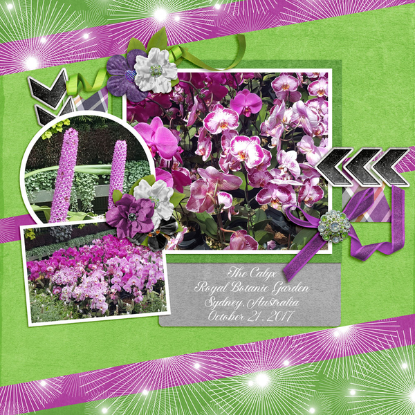 Purple Flowers