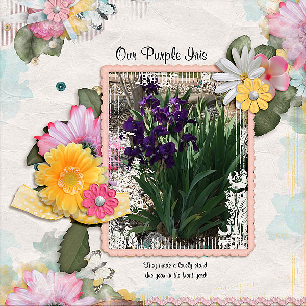 Purple Iris