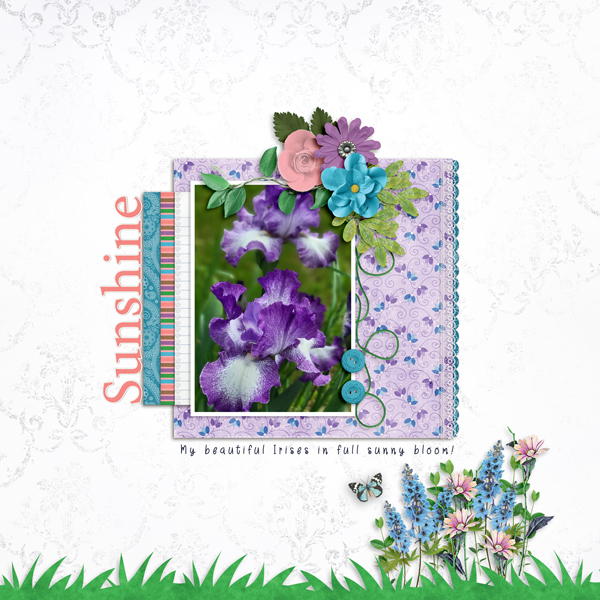 Purple Irises
