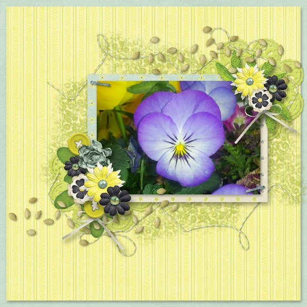 Purple Pansy