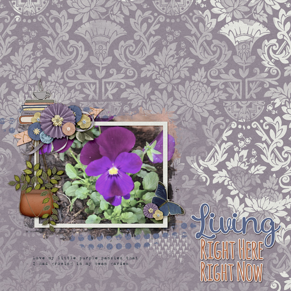 Purple Pansy