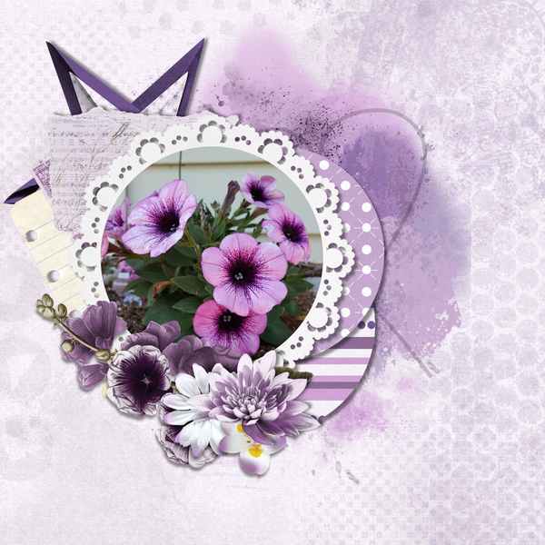 Purple Petunia