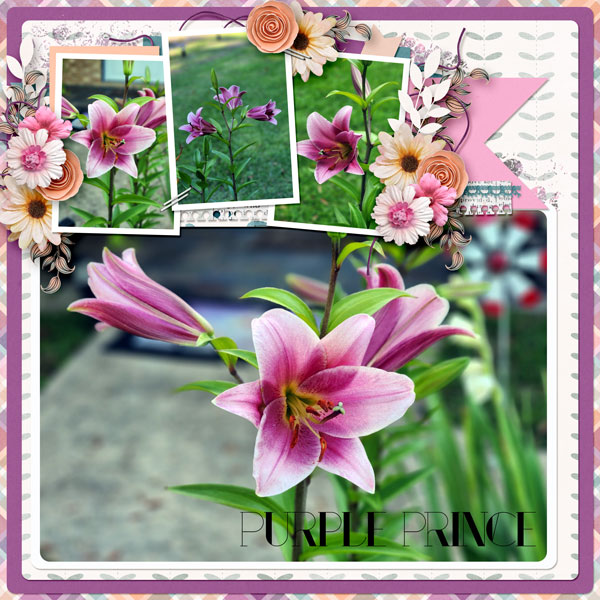 Purple Prince Lily