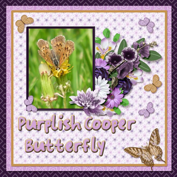 Purplish Cooper Butterfly small.jpg